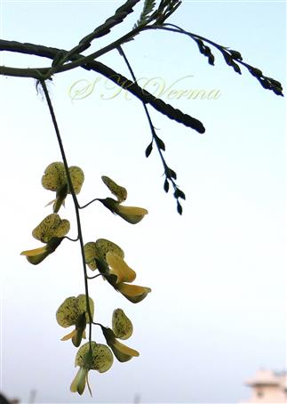  Inflorescence (Raceme)